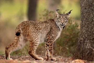 Encuentran a un lince muerto en Madrid por disparos con la cabeza y las patas cortadas