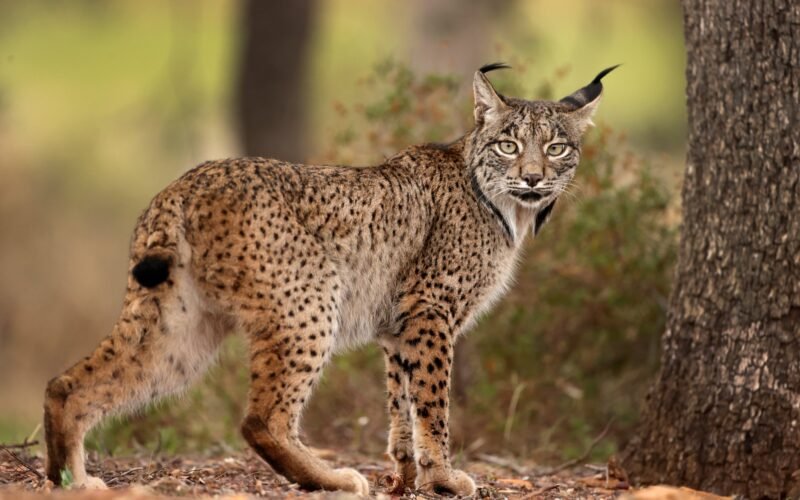 Encuentran a un lince muerto en Madrid por disparos con la cabeza y las patas cortadas