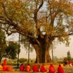 En busca del árbol bajo el que nació Buda, en Nepal