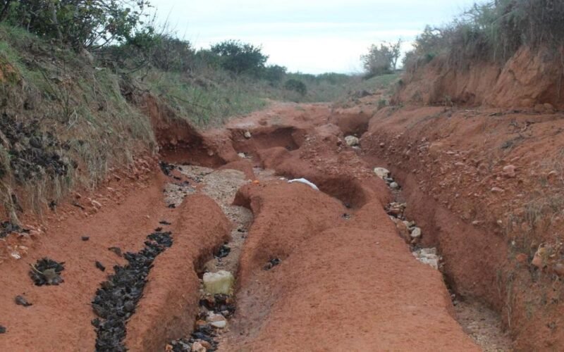 Cinc anys per recuperar la producció agrícola després de la dana: els pronòstics de la CEV