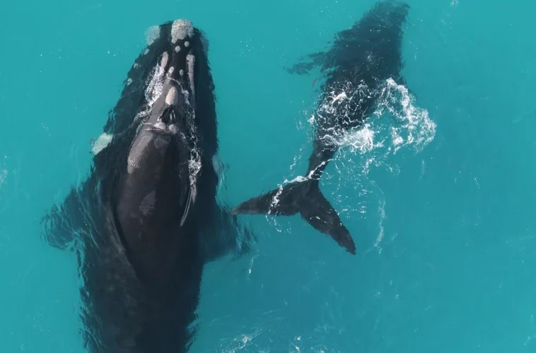 Descubren que las ballenas francas pueden vivir 130 años o más, casi el doble de lo que pensaba