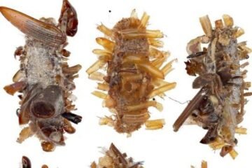 Descubren una oruga carnívora que se ‘disfraza’ con las partes no comestibles de cadáveres