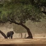 La humanidad se ‘entrenó’ en distintos hábitats antes de poder salir de África