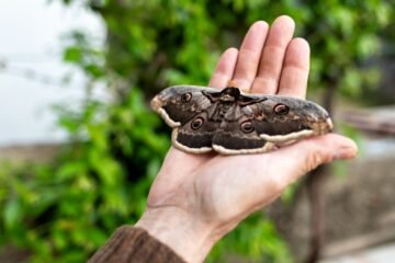 Polillas gigantes: las increíbles sorpresas de unas mariposas que no merecen ser aplastadas con una zapatilla