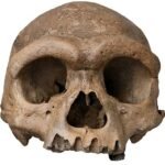 El enigmático hombre dragón chino no es una nueva especie: es un denisovano y por fin conocemos su aspecto