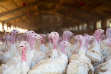 España vuelve a detectar un foco de gripe aviar en una granja de pavos de Badajoz tras más de dos años sin incidencia