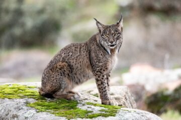 Bruselas plantea el fin del programa LIFE, clave en la supervivencia del oso pardo y el lince en las últimas tres décadas