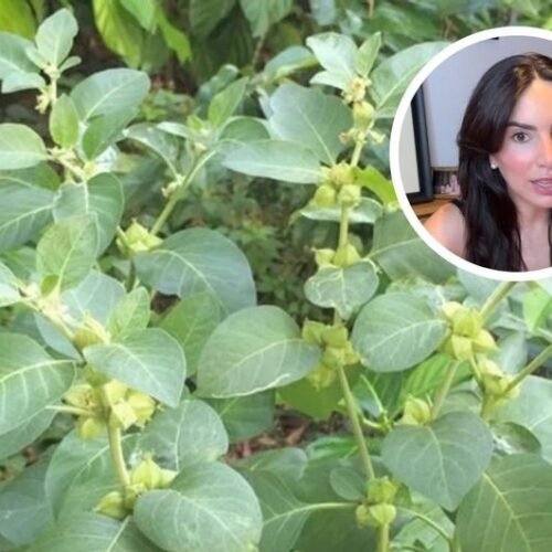 Una divulgadora científica alerta sobre los efectos secundarios de la Ashwagandha, una hierba de moda para combatir la ansiedad: «Es la cara B»