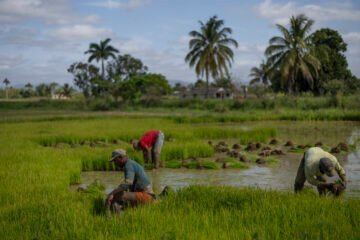 60.000 presos convertidos en esclavos de la revolución cubana