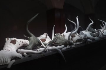 El poeta y el museo