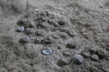 Un ‘reloj atómico’ interno permite, por primera vez, la datación precisa de huevos de dinosaurio