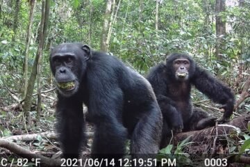 Los chimpancés beben el alcohol equivalente a al menos dos cervezas diarias