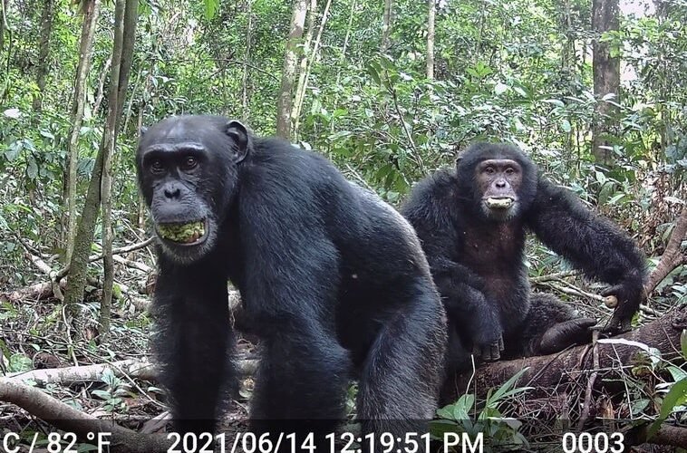 Los chimpancés beben el alcohol equivalente a al menos dos cervezas diarias