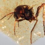 Insectos de hace 100 millones de años atrapados en ámbar, el tesoro de una cantera de Ecuador descubierto por españoles