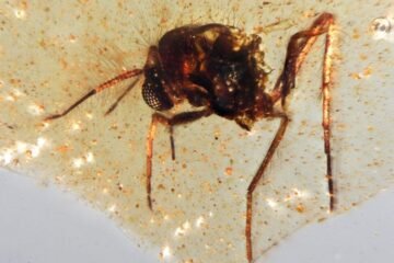 Insectos de hace 100 millones de años atrapados en ámbar, el tesoro de una cantera de Ecuador descubierto por españoles