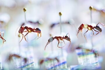 Más cerca de comprender las razones del ‘Apocalipsis de los insectos’