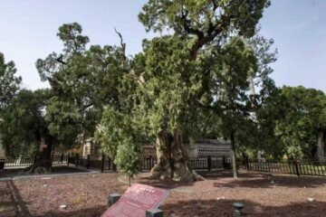 Cipreses transmiten cultura a través de generaciones