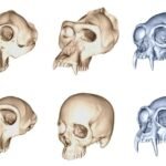 Por qué la evolución humana fue mucho más rápida que la del resto de los primates