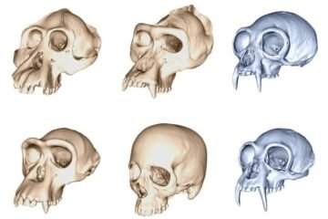 Por qué la evolución humana fue mucho más rápida que la del resto de los primates
