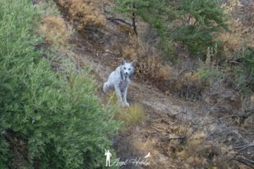 Un fotógrafo graba por primera vez a un lince ibérico blanco: el misterioso color de ‘Satureja’