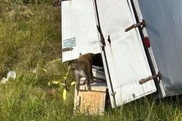 Escapan varios monos de laboratorio «potencialmente peligrosos» tras un accidente de camión en Mississippi