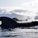 Navegación con conciencia al encuentro de cetáceos en Tenerife