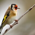 Investigadores denuncian en ‘Science’ los controvertidos estudios de Madrid y Andalucía para validar la captura de aves cantoras