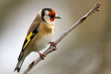 Investigadores denuncian en ‘Science’ los controvertidos estudios de Madrid y Andalucía para validar la captura de aves cantoras