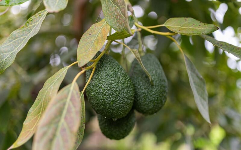 El aguacate es el único cultivo que mejora en 2025 en la asfixiada agricultura valenciana