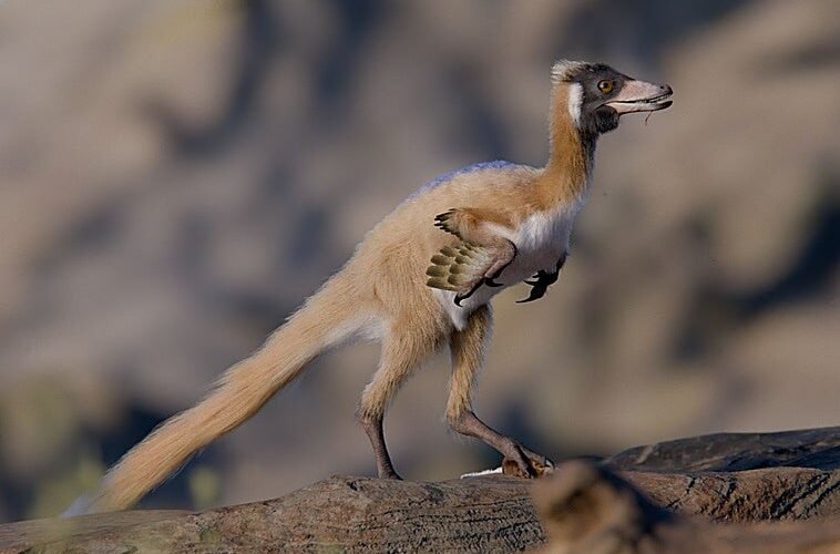 Hallan en la Patagonia a «patas flacas», uno de los dinosaurios más pequeños del mundo