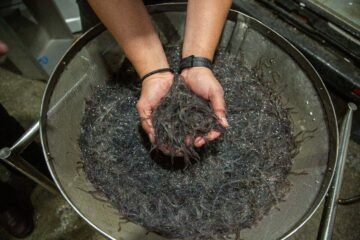 El rotundo informe para proteger a la angula: “Existe un consenso generalizado sobre su estado crítico”