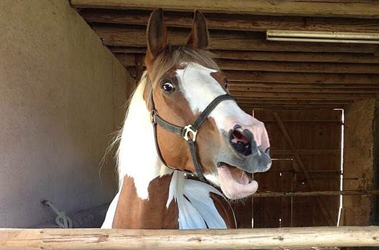 Cuando relinchan, los caballos silban y cantan como los humanos, pero al mismo tiempo