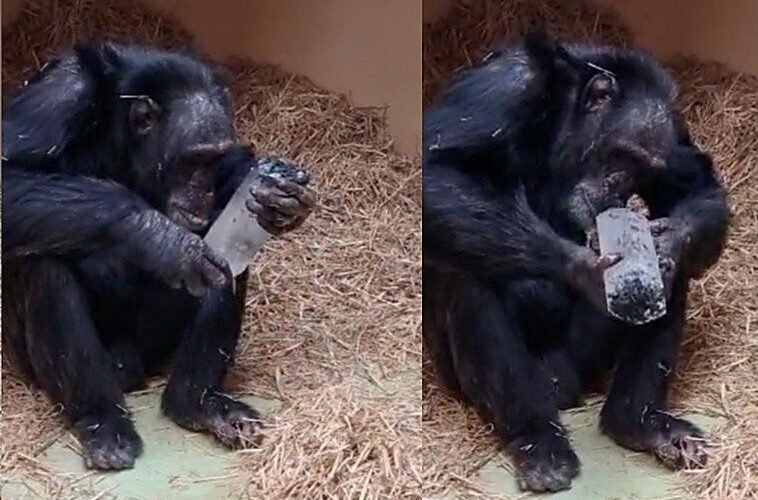 Experimentos con chimpancés inspirados en el monolito de ‘2001’ muestran por qué nos fascinan los cristales