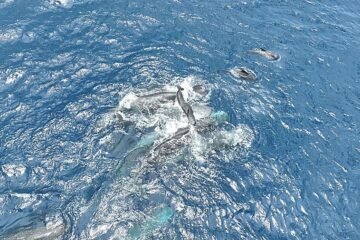 El emocionante parto de un cachalote, asistido por otras hembras para que la cría sobreviva