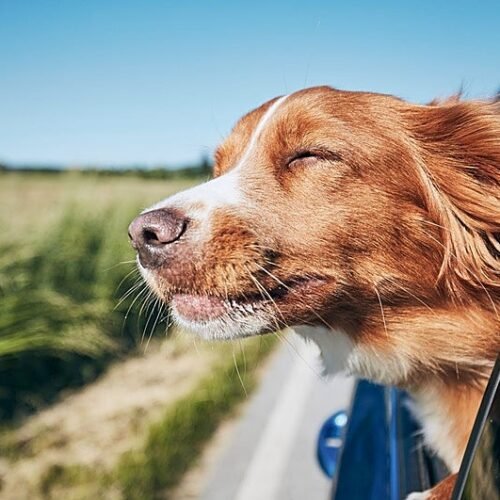 Viajar en Semana Santa con mascotas: cómo hacerlo de forma segura y sin estrés