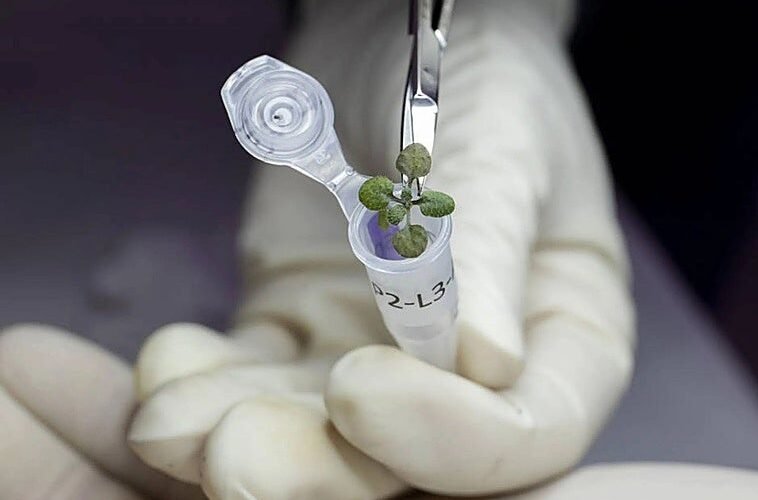 Comeremos garbanzos en la Luna