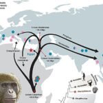 ¿Y si buscábamos en el lugar equivocado? El ‘abuelo’ de todos los simios era egipcio y no del este de África