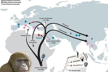 ¿Y si buscábamos en el lugar equivocado? El ‘abuelo’ de todos los simios era egipcio y no del este de África