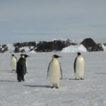 El calentamiento global sitúa al pingüino emperador y al lobo marino antártico en peligro de extinción