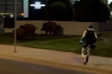 Así es como un robot humanoide ahuyenta jabalíes en Varsovia