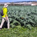 Una ruta por Calahorra, la ciudad de la verdura, y por la vecina Pradejón, villa champiñón