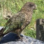 ‘Bruce’, el loro con medio pico que ha hecho de su discapacidad su fortaleza y ahora es macho alfa