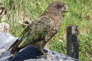 ‘Bruce’, el loro con medio pico que ha hecho de su discapacidad su fortaleza y ahora es macho alfa