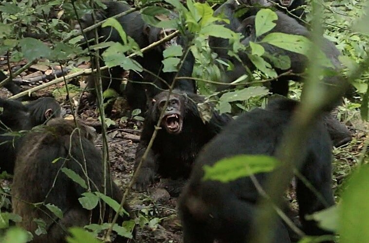 La primera ‘guerra civil’ de los chimpancés: el mayor grupo salvaje se divide en dos y se matan unos a otros