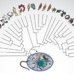 Descubren que el ancestro común de toda la vida compleja esconde la cura a nuestras enfermedades