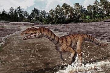 Descubren al ‘cocodrilo de la bruja’, que caminaba sobre dos patas hace 200 millones de años