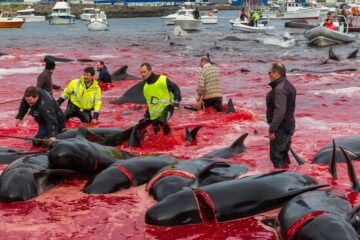 Más de 700 delfines mueren en un día en las Islas Feroe en tres cacerías