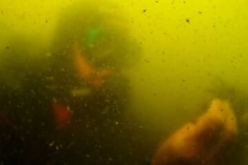El Mar Menor 10 años después de la sopa verde: la laguna única es cada vez más “un Mediterráneo chiquitito”