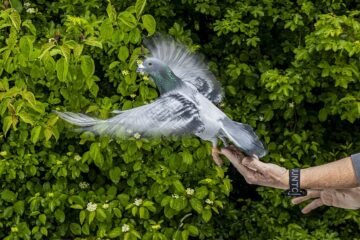 Ni los ojos ni el cerebro, las palomas se orientan con el hígado