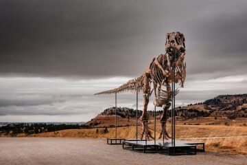 Sotheby’s subasta a ‘Gus’, un gigantesco T. rex, por un precio récord de salida de 20 millones de dólares